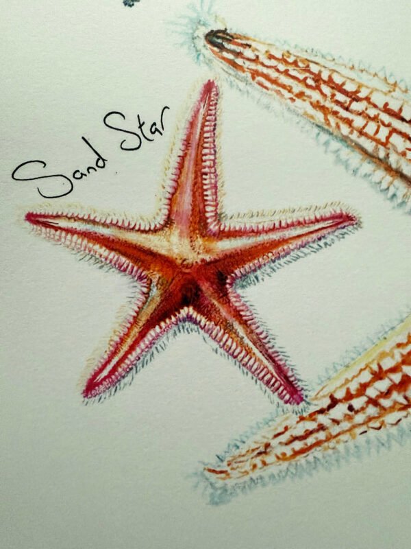 Sand star detail - echinoderms poster