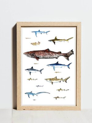 A3 sharks poster - unlabelled