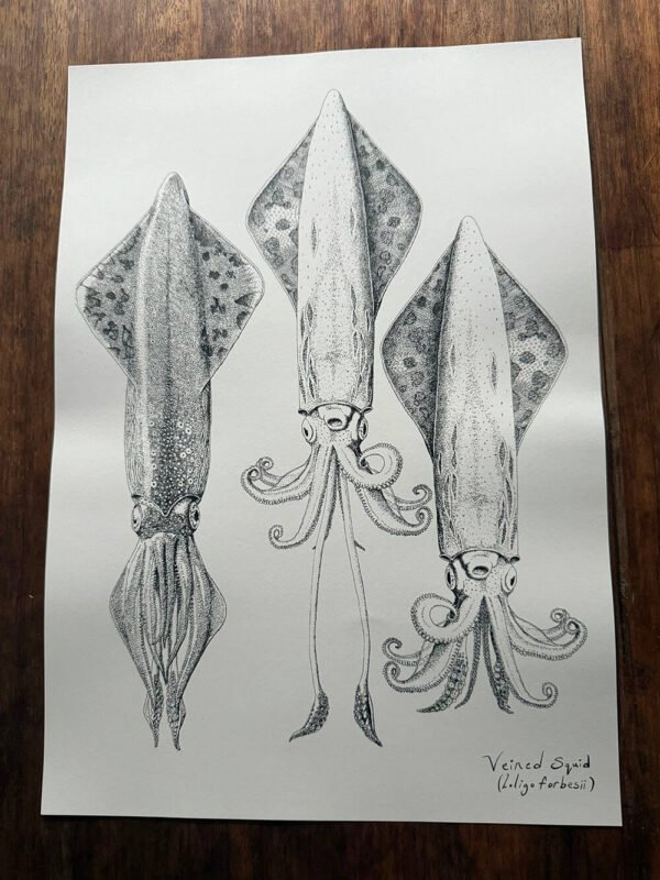 Veined Squid Poster