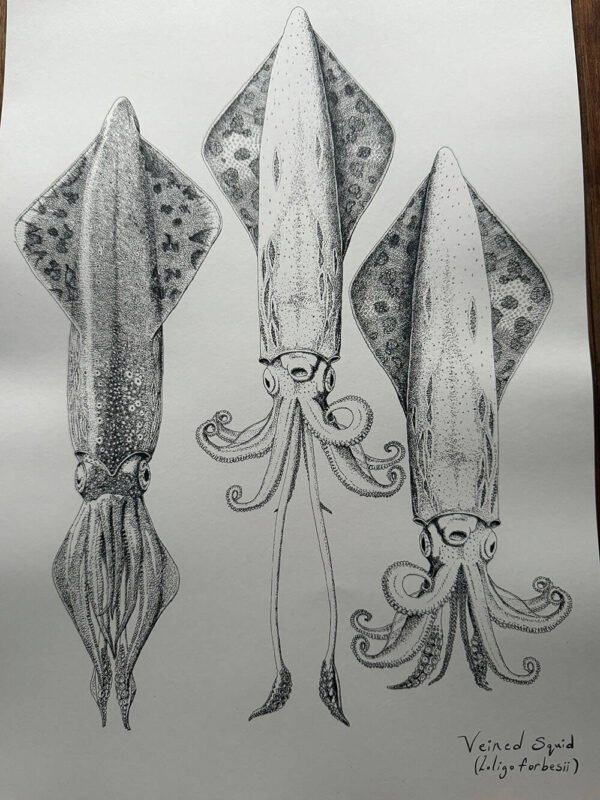 Veined Squid Poster