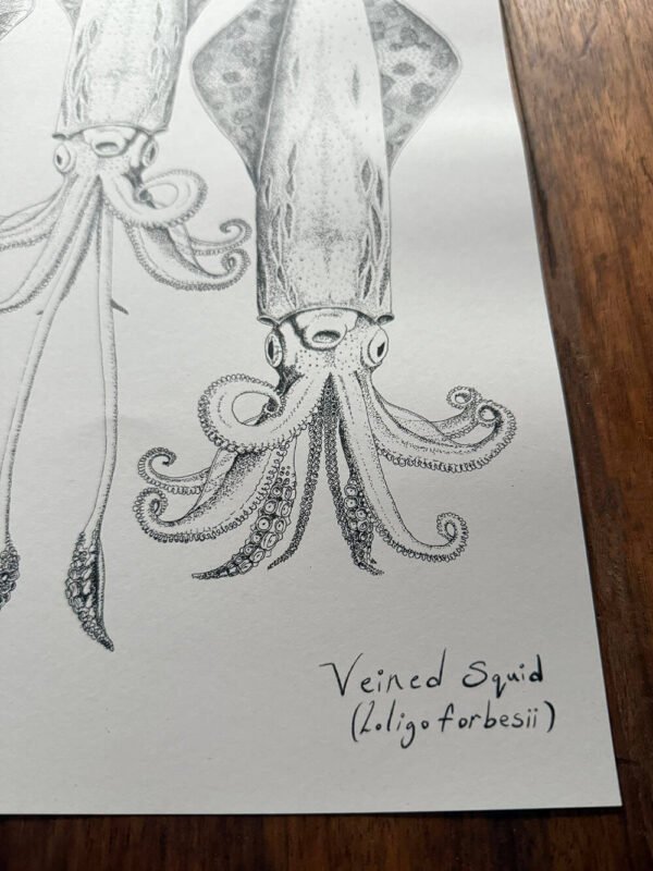 Veined Squid poster Close-up detail