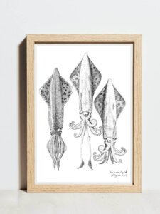 Veined squid poster