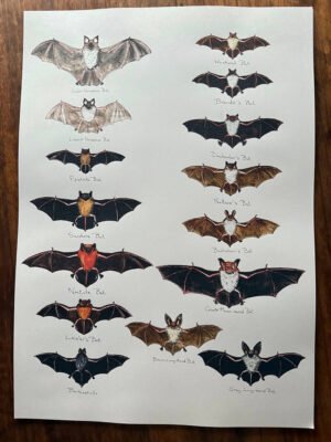 Bats Poster