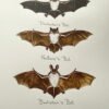 bats poster close up