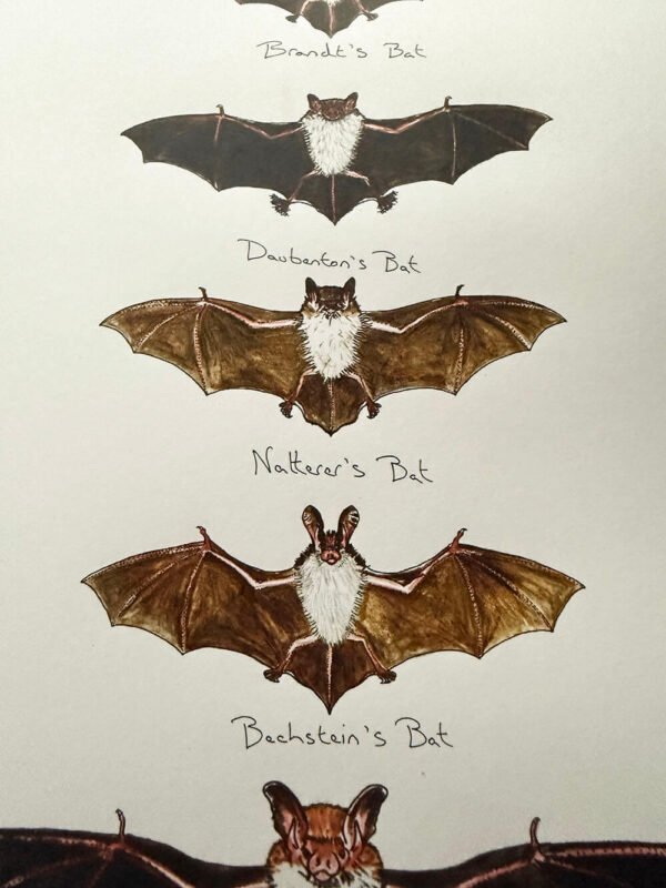 bats poster close up