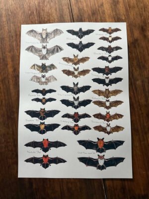 bats poster front and back