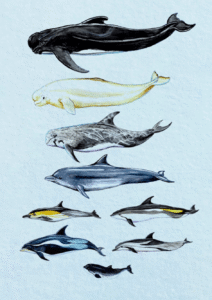 a3 cetaceans poster unlabelled