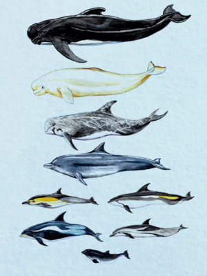 a3 cetaceans poster unlabelled