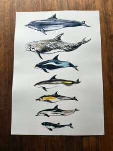cetaceans poster