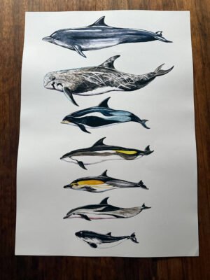 cetaceans poster