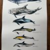 cetaceans poster labelled