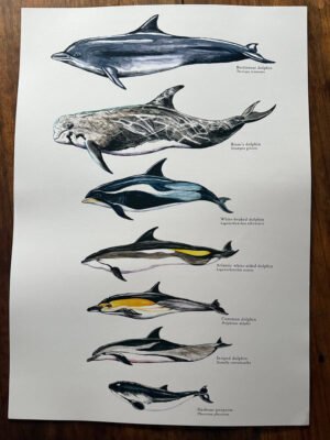 cetaceans poster labelled