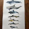 cetaceans poster labelled