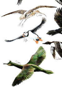 coastal birds poster close up