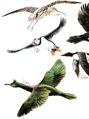 coastal birds poster close up