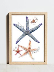 echinoderms poster labelled