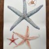 echinoderms poster