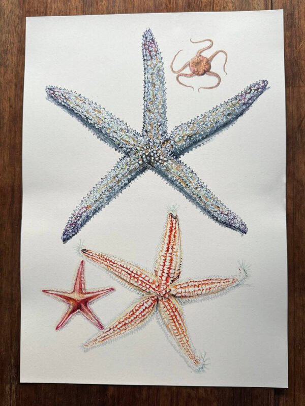 echinoderms poster