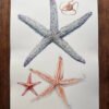 echinoderms poster