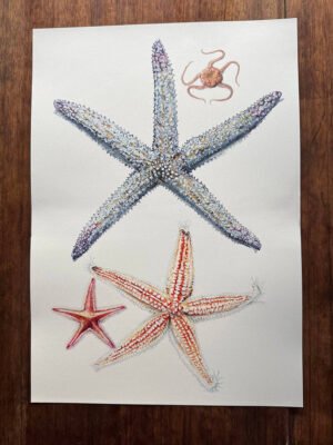 echinoderms poster