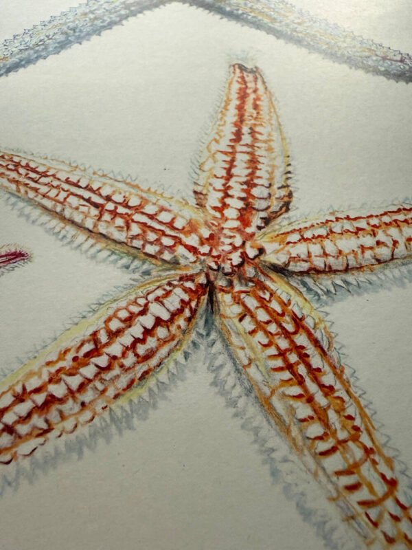 echinoderms poster close up detail