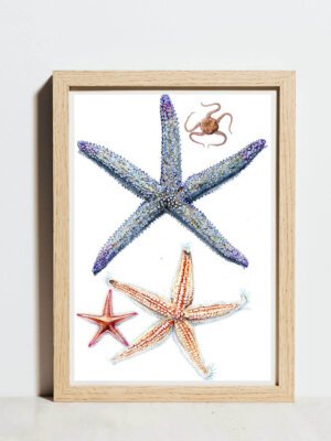 echinoderms poster - unlabelled