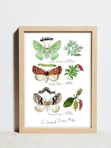 endangered moths poster
