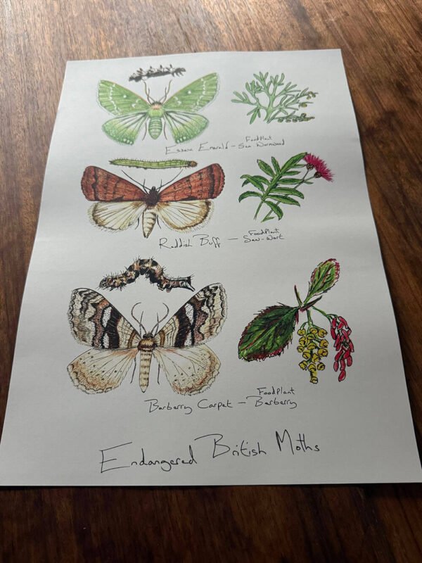 Endangered moths poster