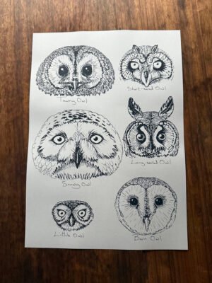 owl faces poster