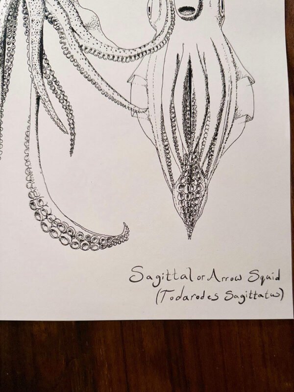 Sagittal Squid poster