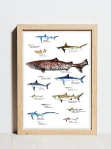 sharks poster with name labels - a3