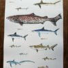 sharks poster