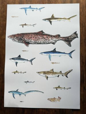 sharks poster