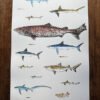 sharks poster