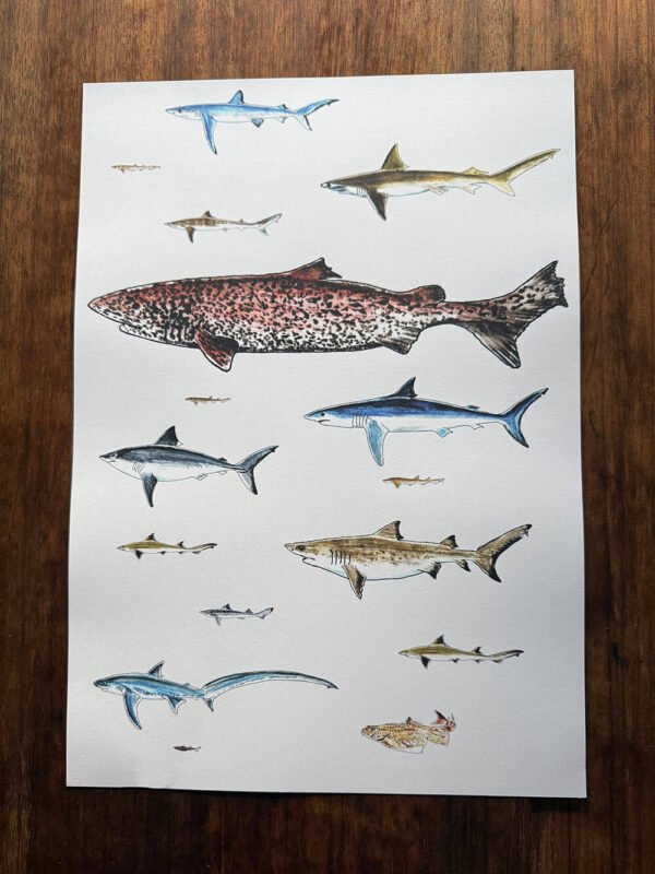 sharks poster