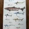 sharks poster labelled