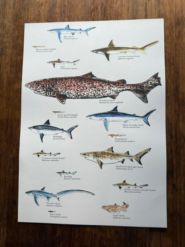 sharks poster labelled