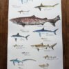 sharks poster labelled