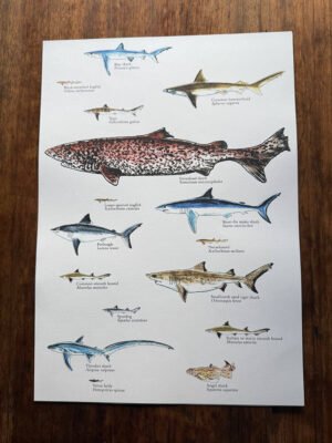 sharks poster labelled