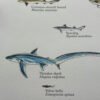 sharks poster labelled - close-up detail of the Thresher shark