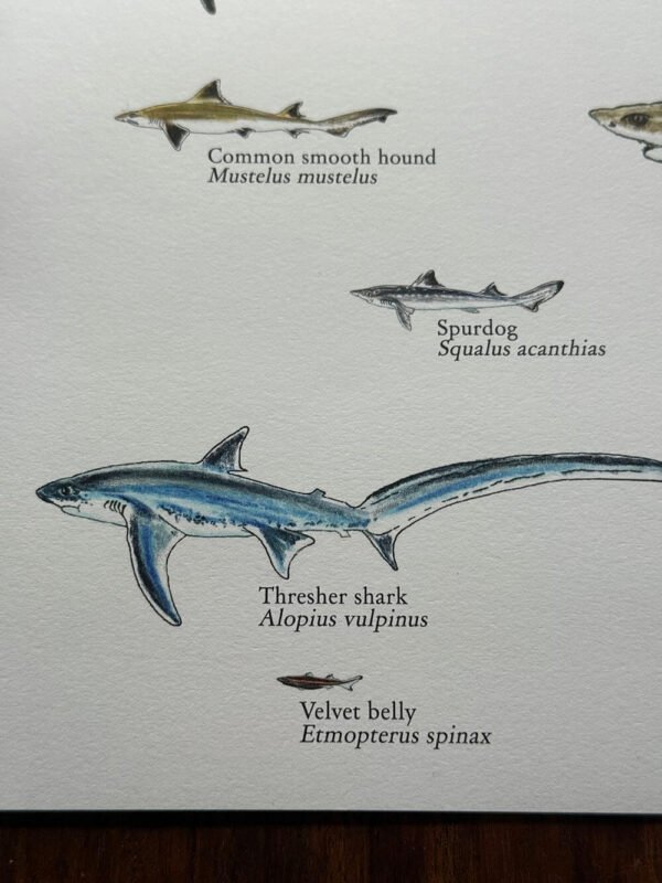 sharks poster labelled - close-up detail of the Thresher shark