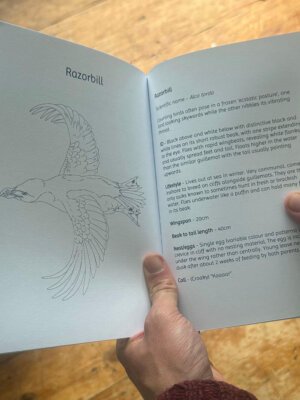 Razorbill in Birds of Coast Book
