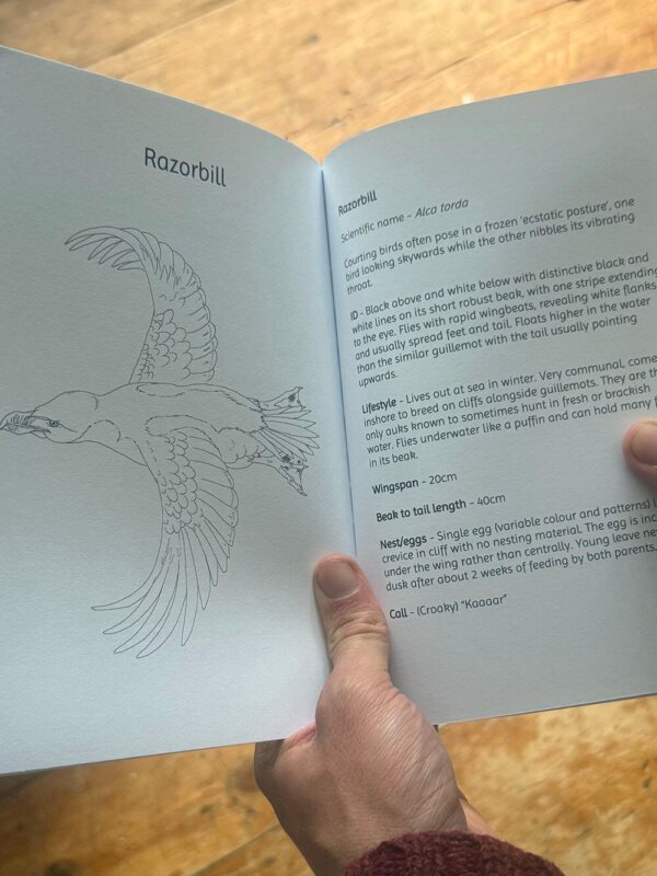 Razorbill in Birds of Coast Book
