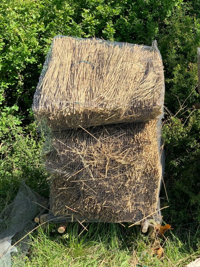 A beetle cottage