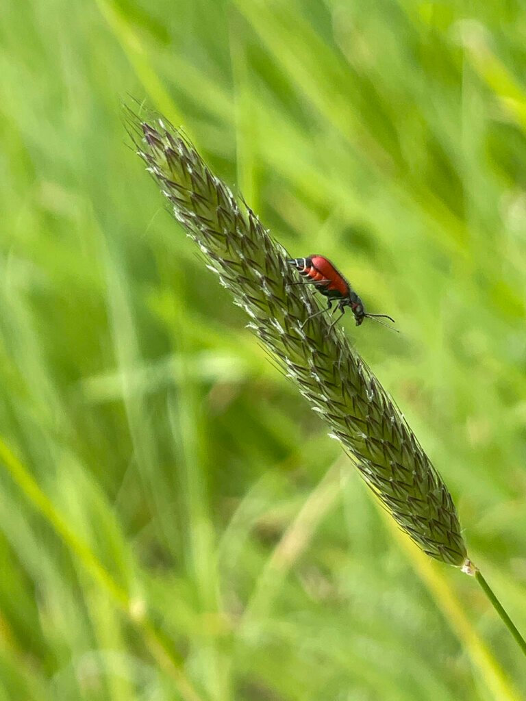 Scarlet Malachite Beetle on Meadow Foxtail