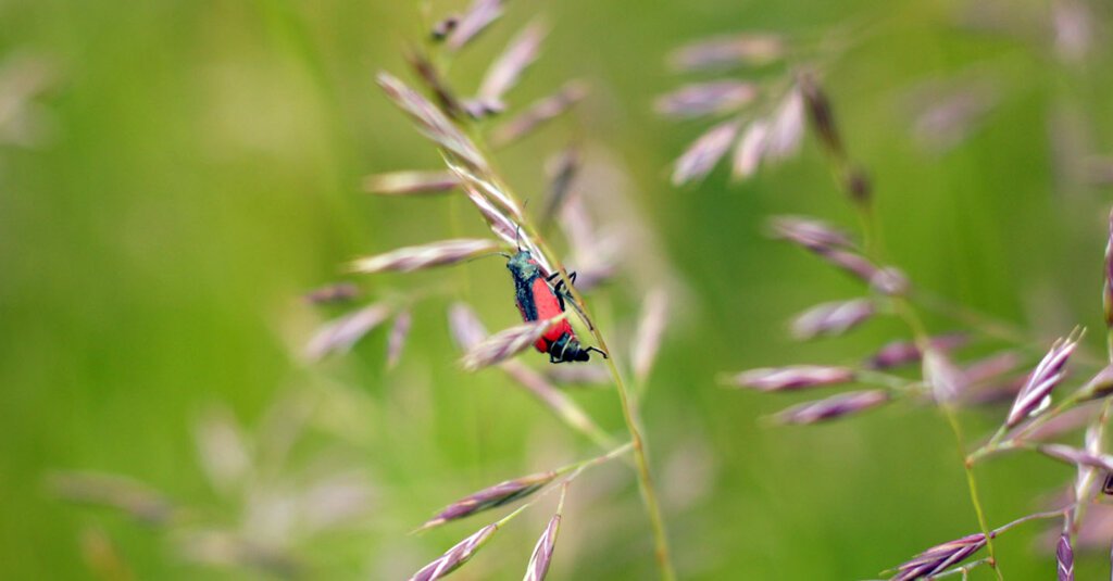 scarlet malachite beetle