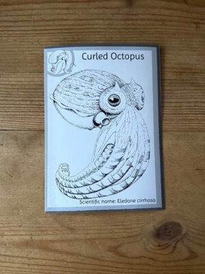 Curled Octopus Leaflet