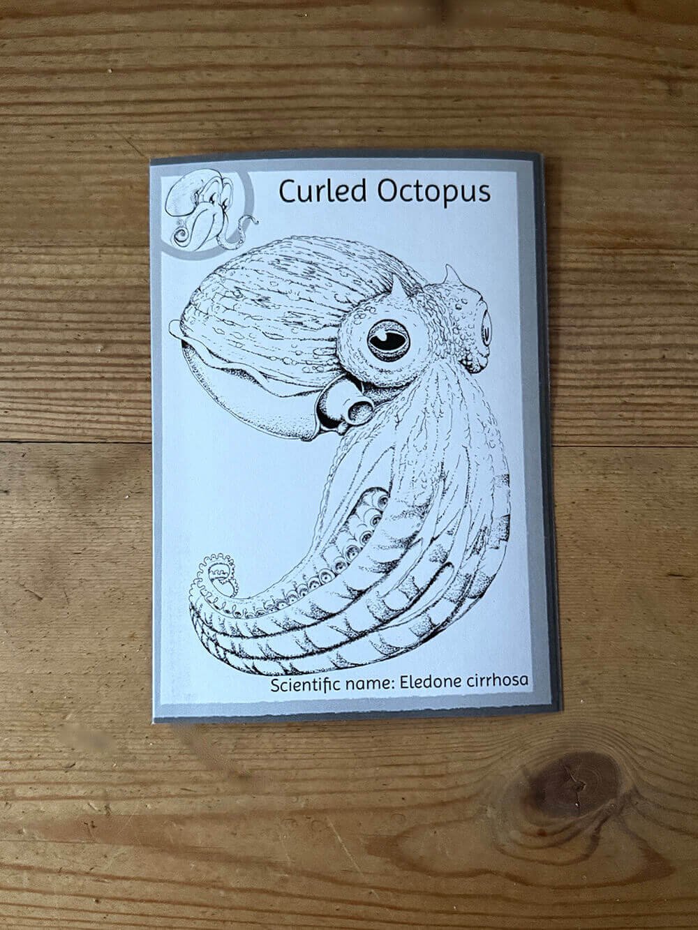 Curled Octopus Leaflet