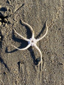sand brittle star