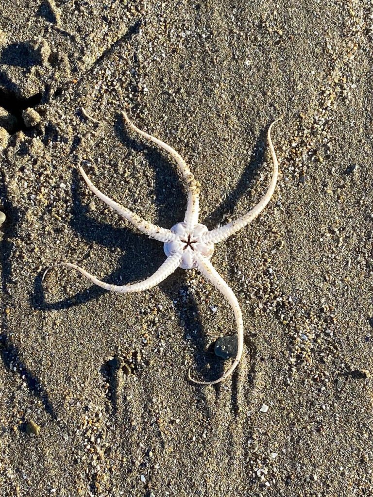 sand brittle star